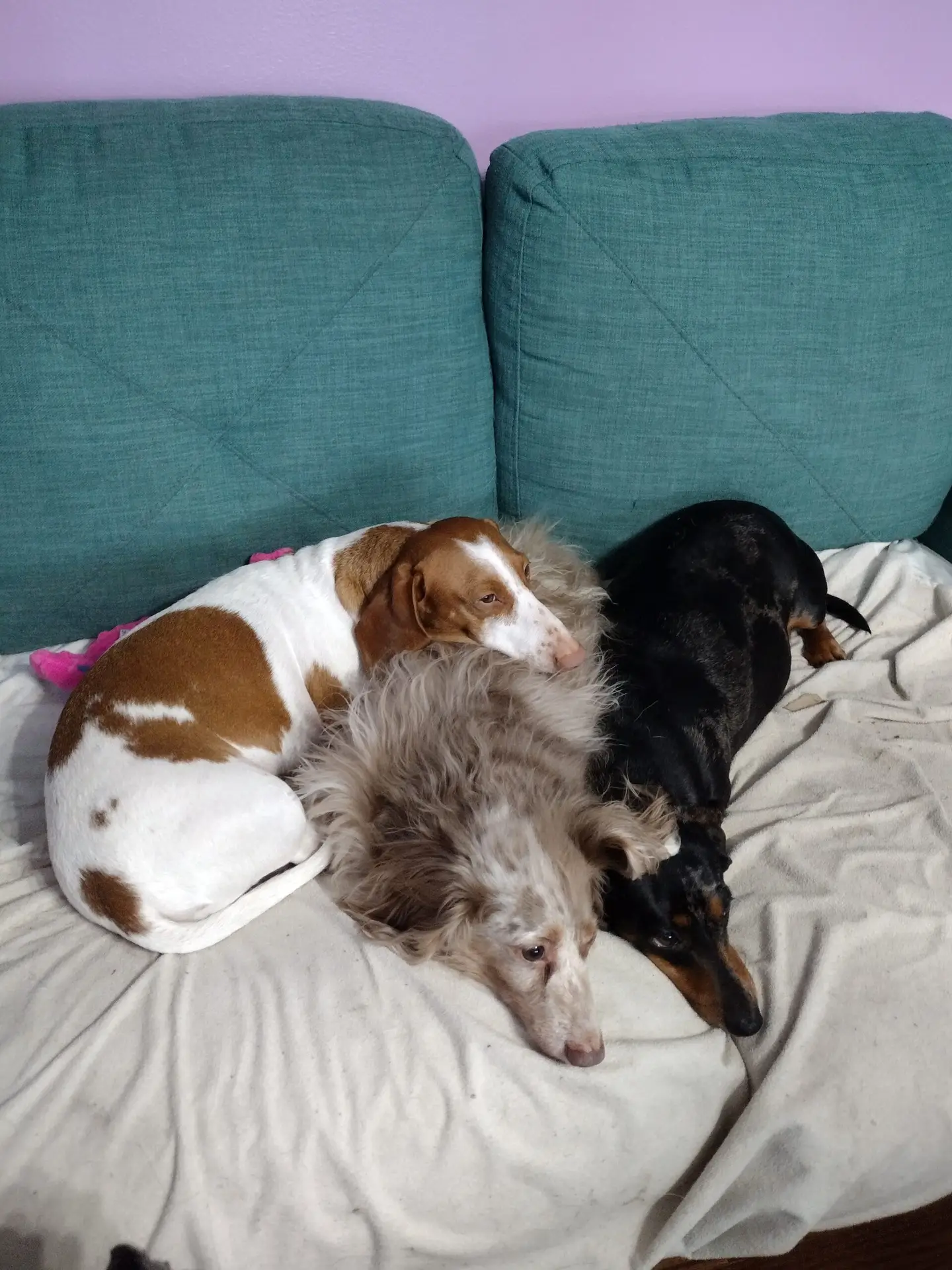 Feets, Marbles, Noddle cuddling on the couch with the waterproof mattress protector.