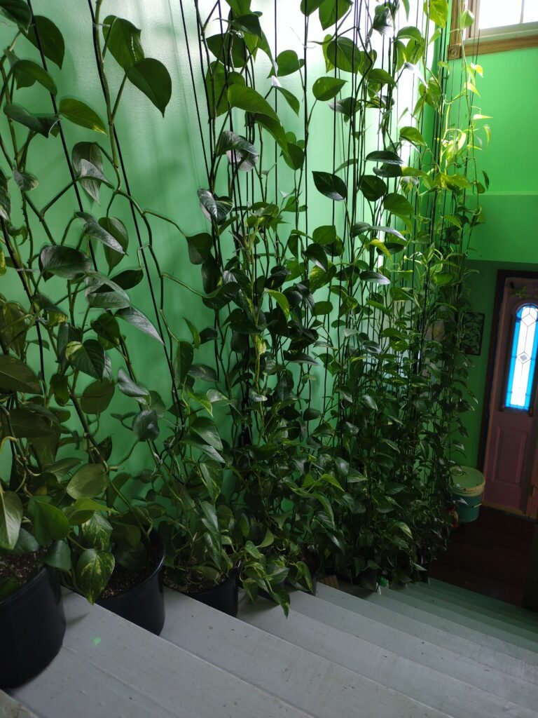 Looking down from the top of the stairs at Pothos growing up along the paracord in the entry way.