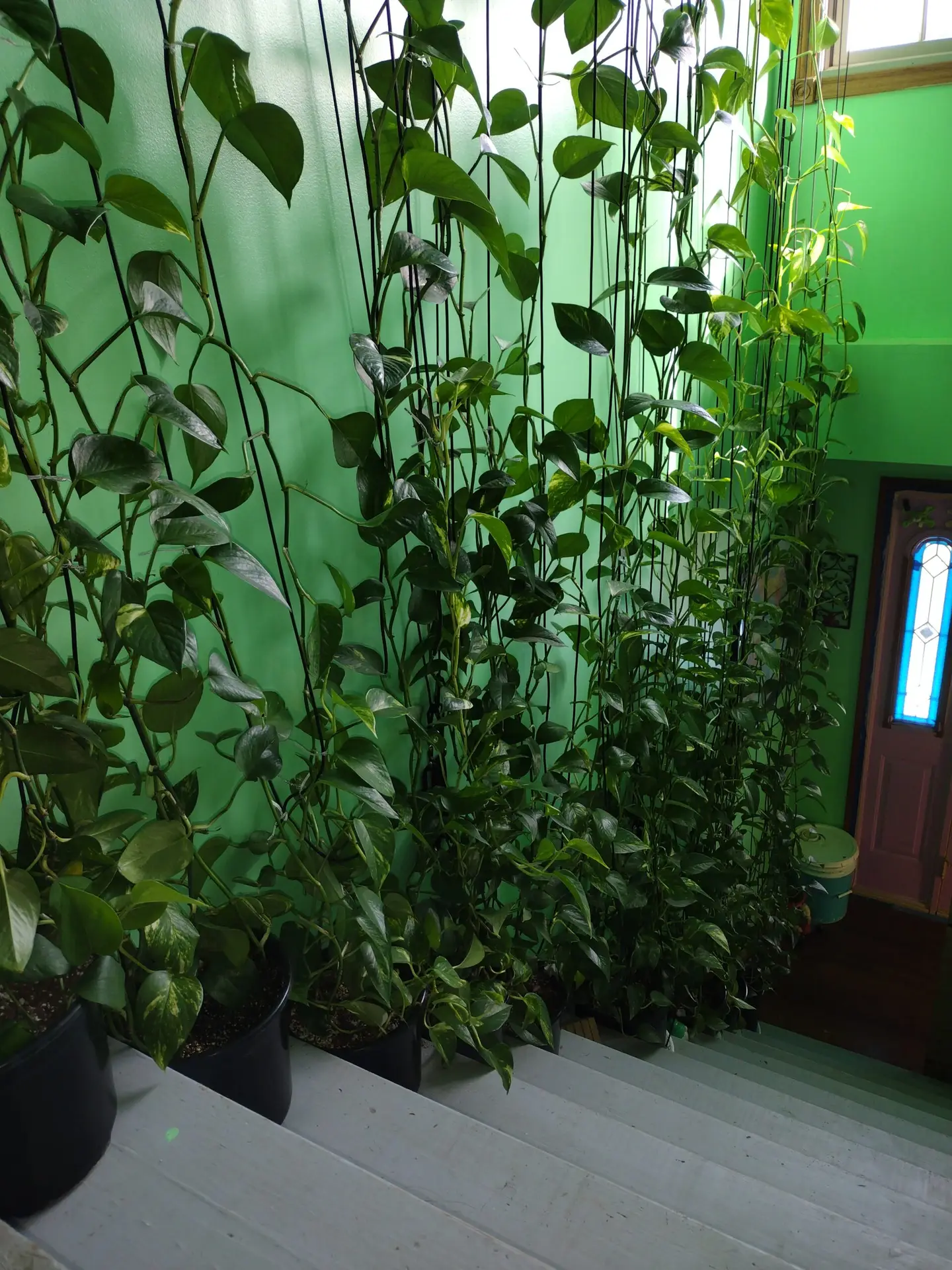 Looking down at Pothos growing up.