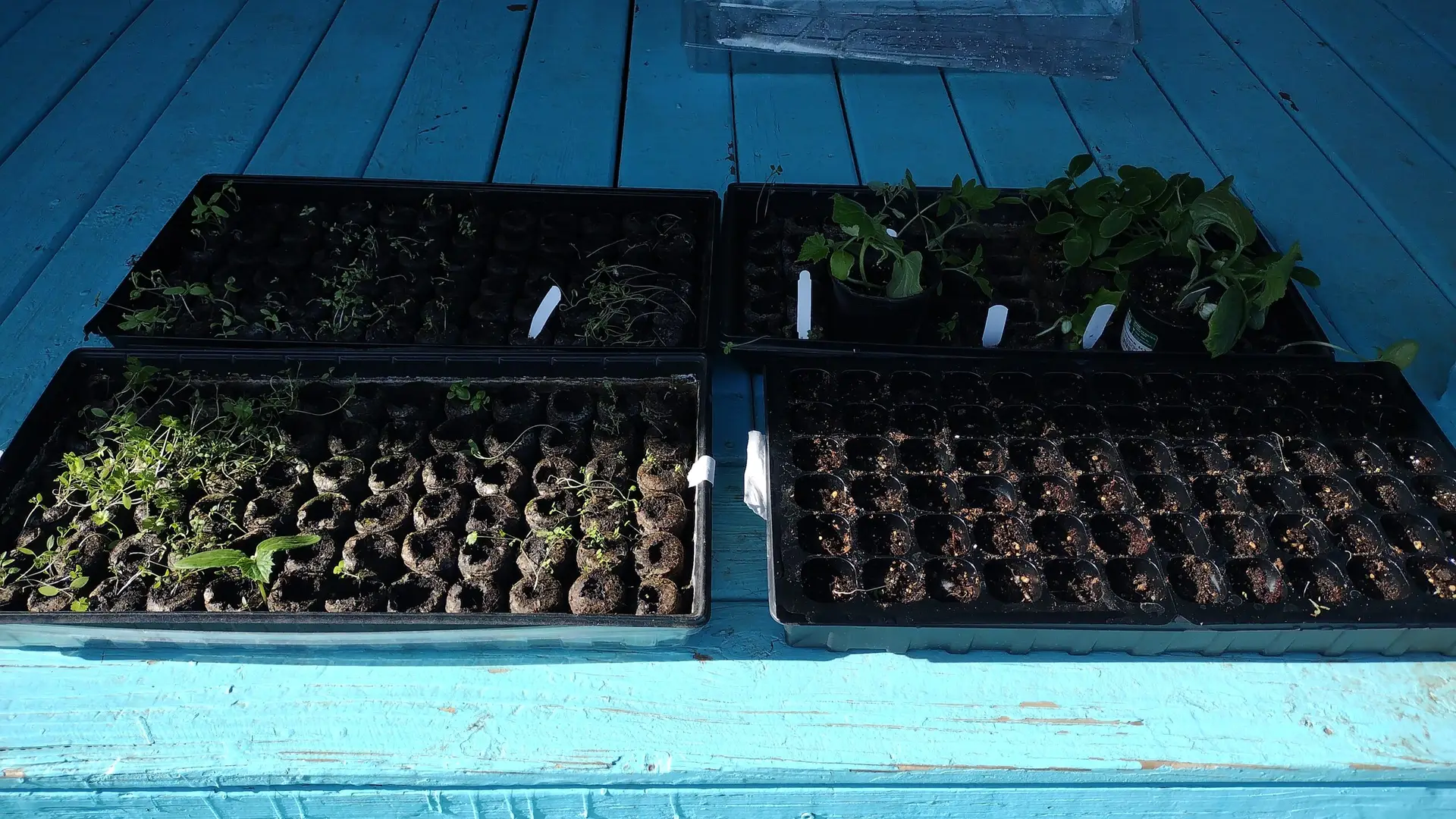 Garden Seed Sprouts in 4 GreenHouse Kits Outside on front porch 2025