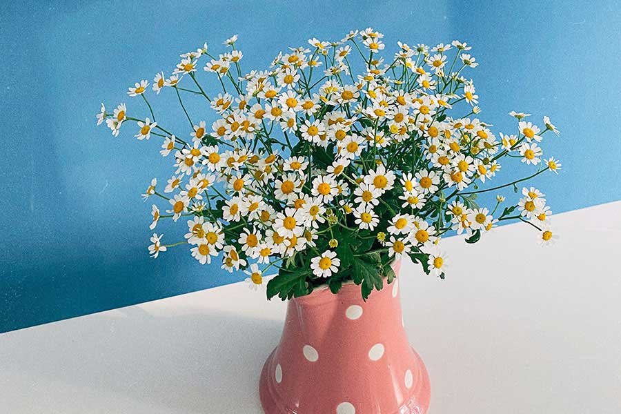 Little white flowers in a vase.