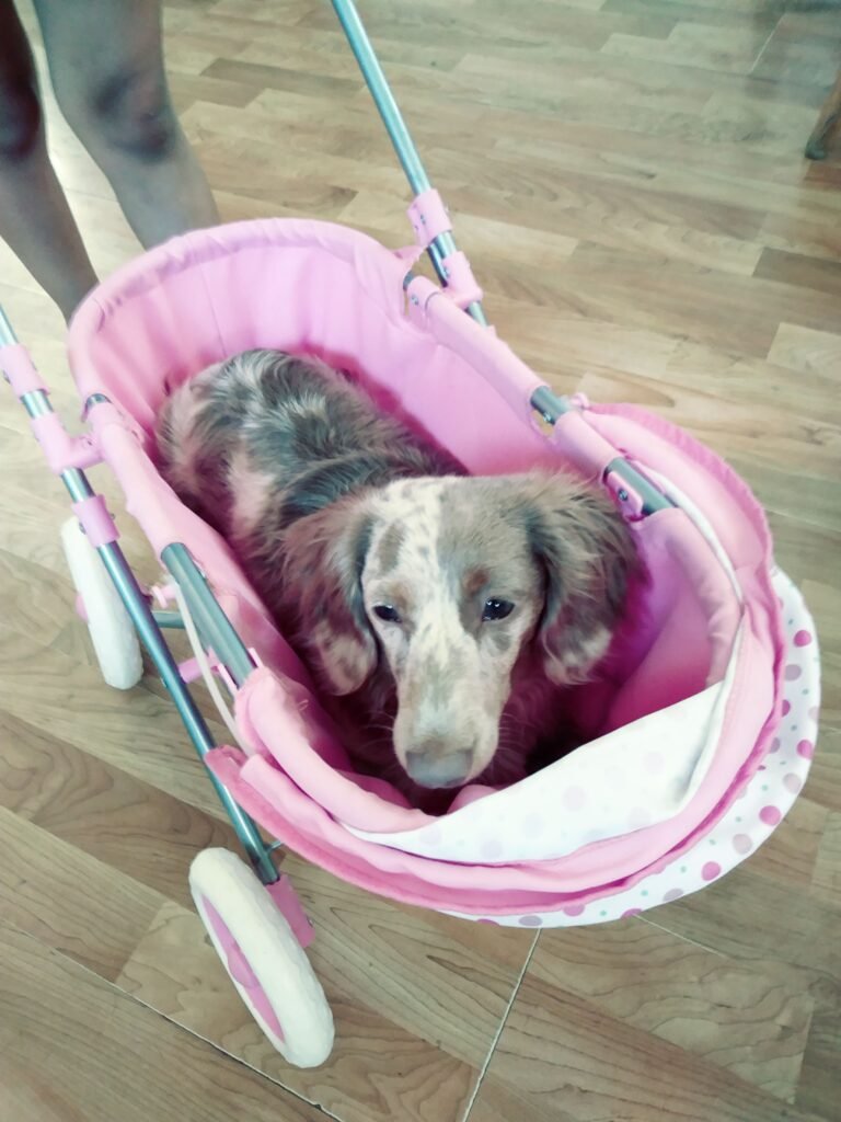 Young Feets in a Pink stroller.