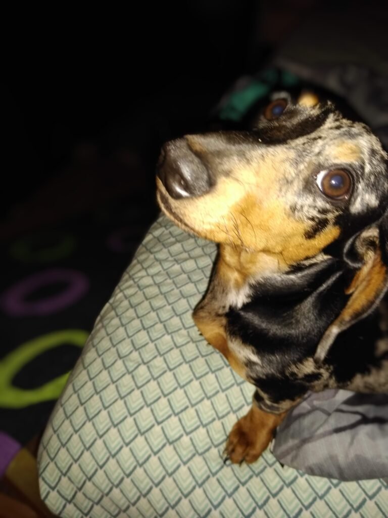 Marbles looking up and innocent. The background is dark and the flash lights up her face.