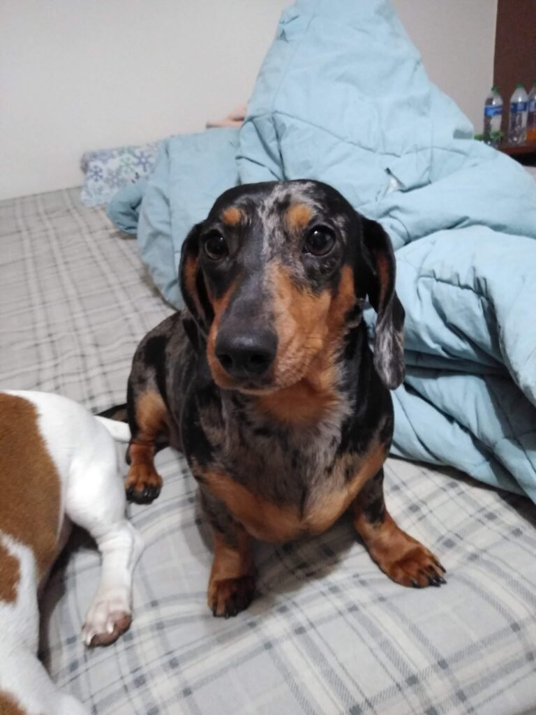 Marble the dog on the bed with the blue blanket in the background, sitting on the flannel fitted sheets. Noodles butt to the side.