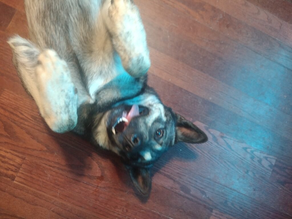 Roshi laying on his back in the dining room with his tongue sticking out the side of his mouth