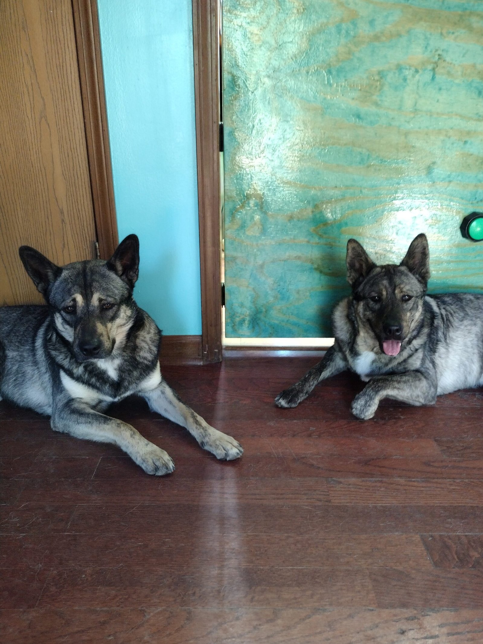 Roshi and Ichi. Rochi has eyebrows. Ichi is panting.