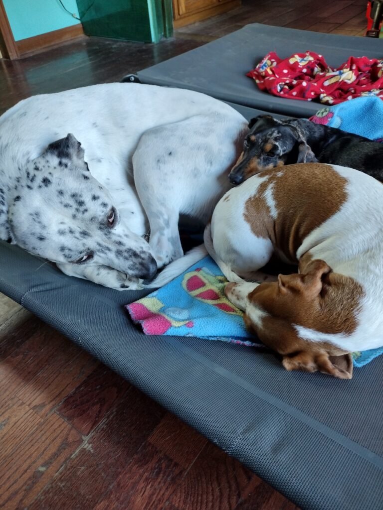 Squids, Marbles, and Noodle sharing one cot, when obviously there are two cots.