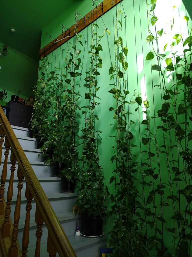 Pothos growing up as a climbing plant along the stairs. Picture is from the entryway.
