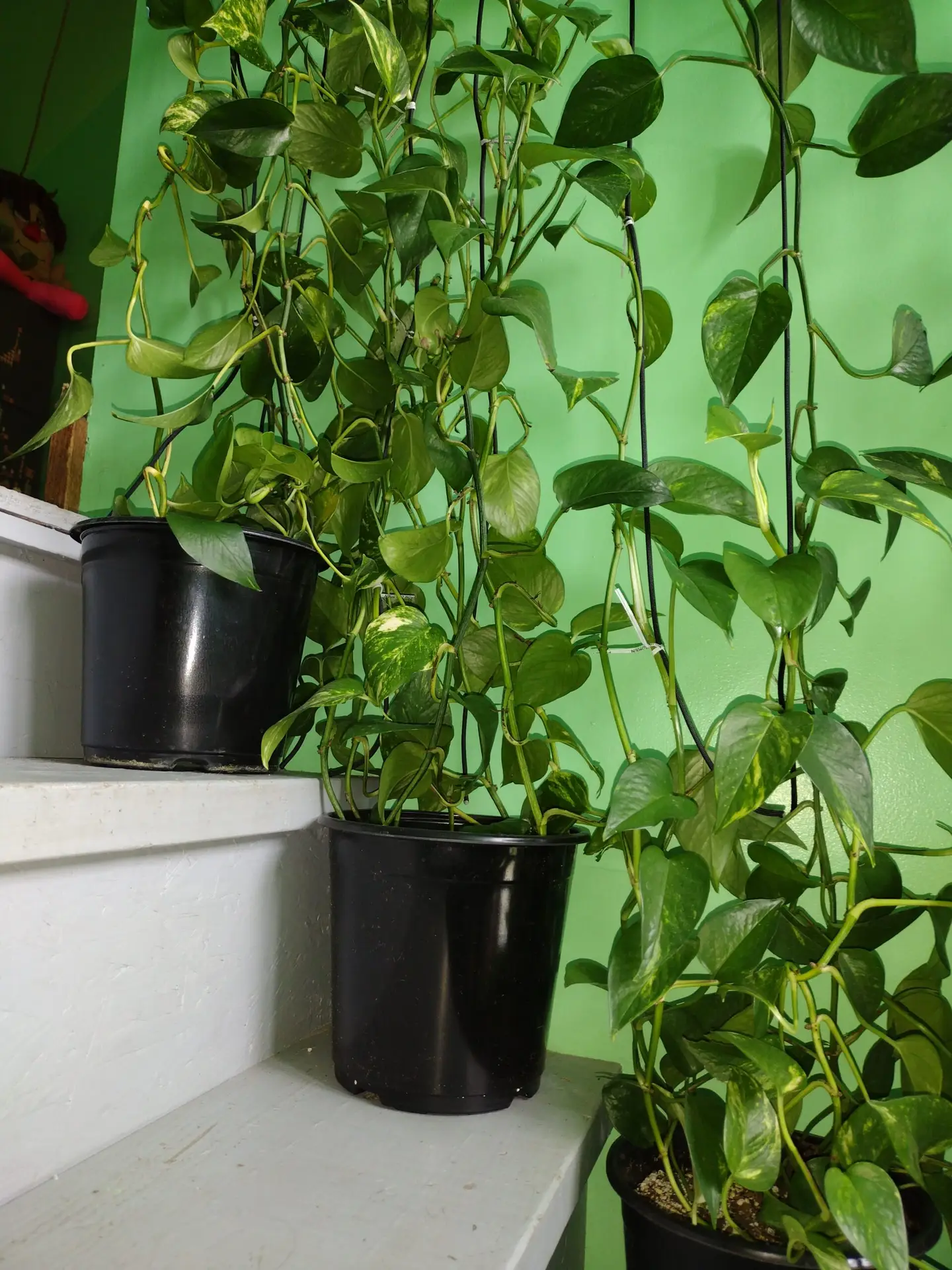 Close up Photo of the Pothos Plant growing up in the entryway. main picture