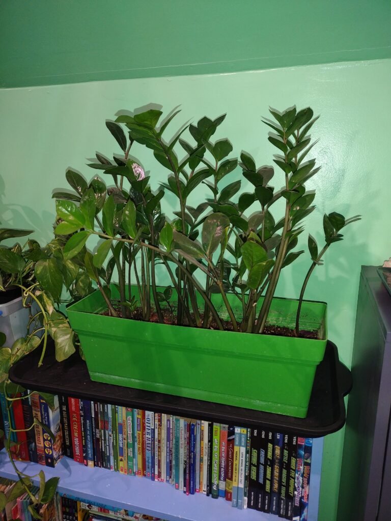 My ZZ plant in a window box.