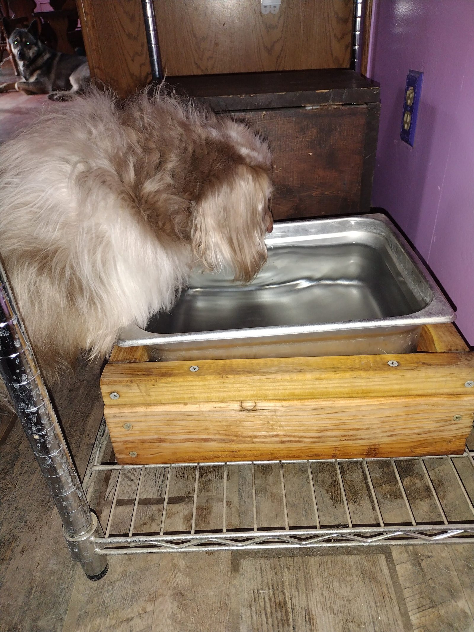 Feets drinking from Steam Pan turned to dog water bowl.