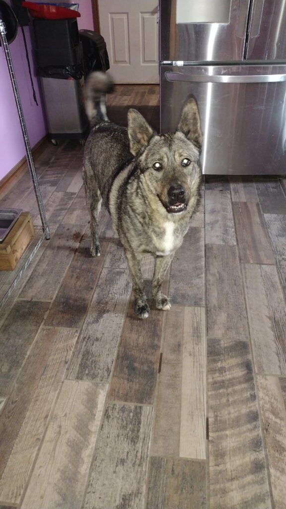 Ichi in the kitchen in front of the fridge