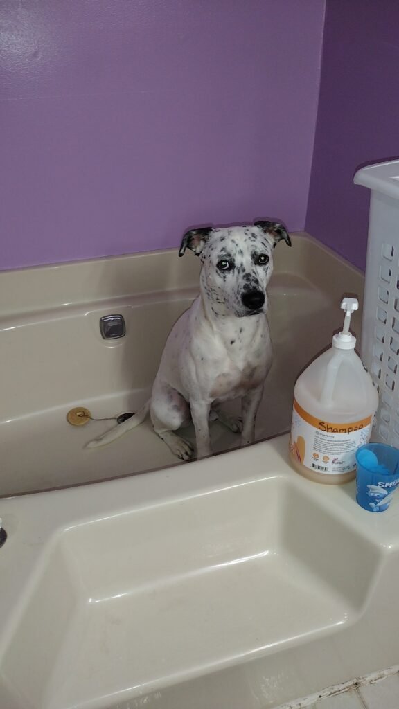 Squids is ready for a bath.