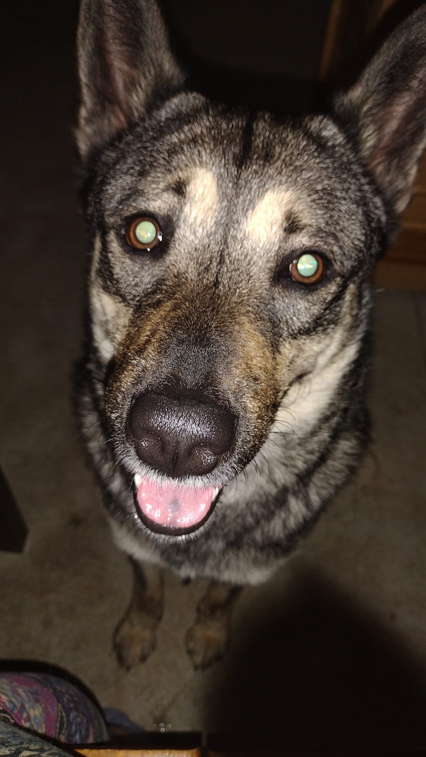 Personal close up of Roshi panting, he wanted pets and I gave him the pets.