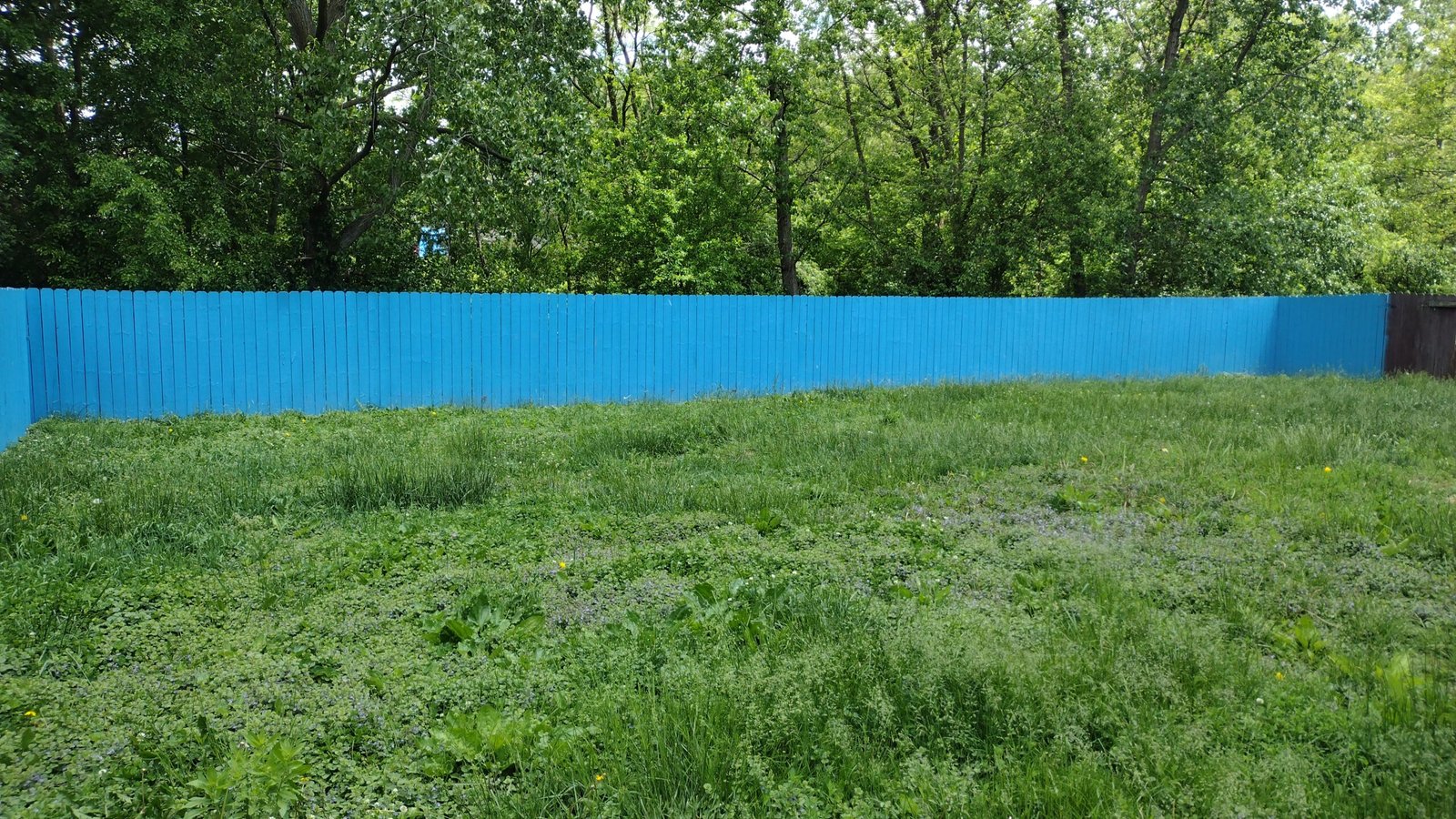 Freshly painted fence on a beautiful day