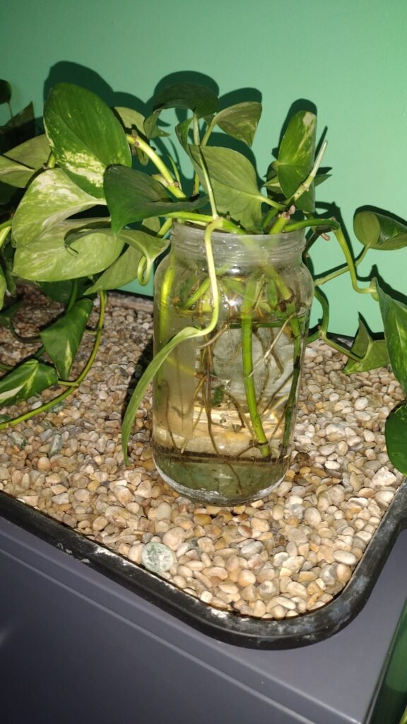 Pothos rooting!