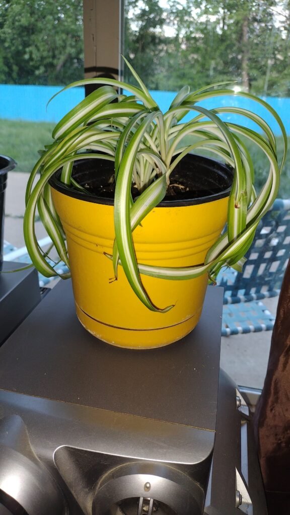 My spider plant in a yellow, happy, pot.
