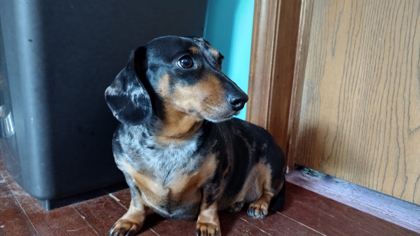 Marbles, thinking about her life choices and whether or not she created enough chaos for the day.