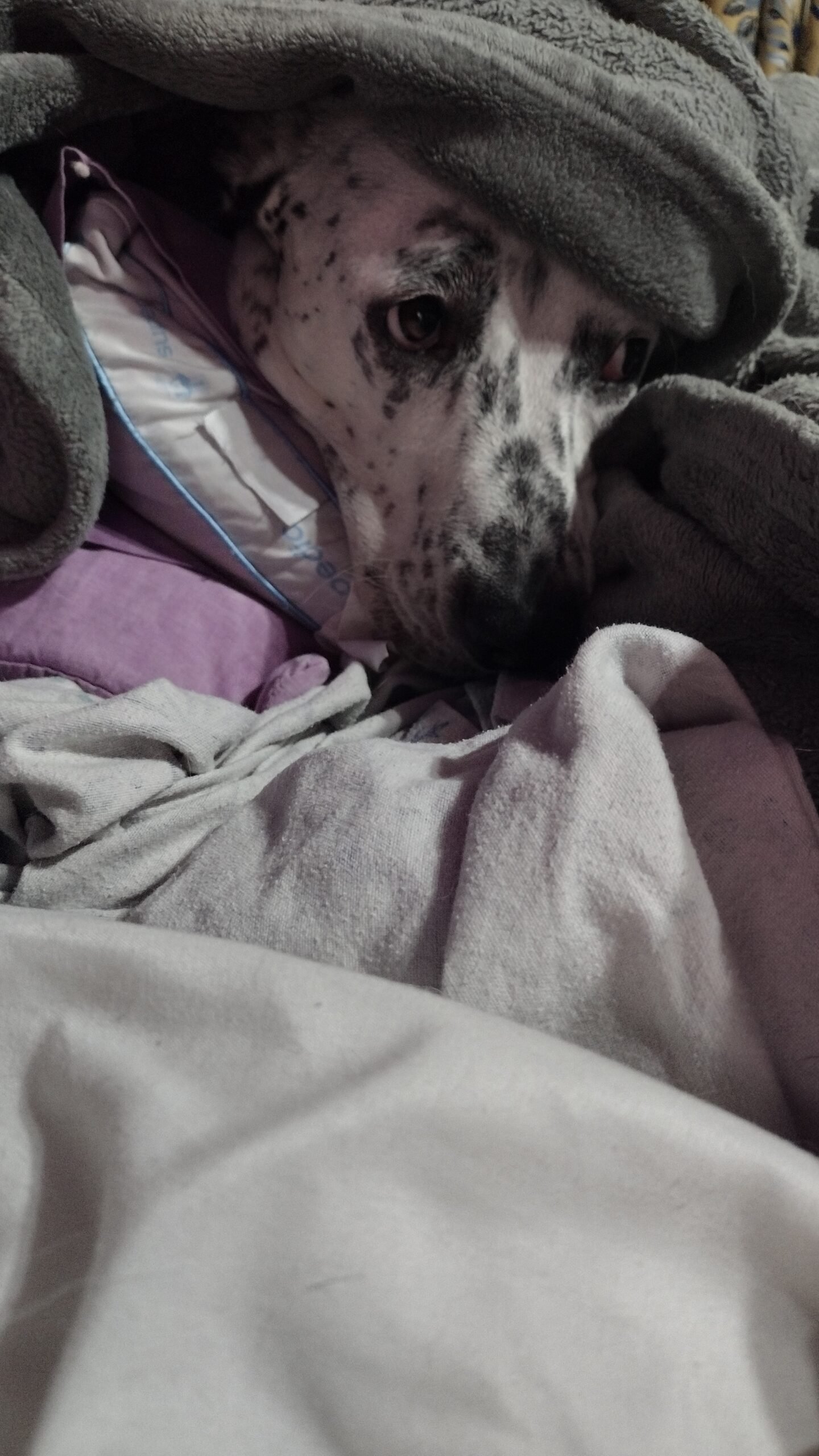Squids in bed under the covers.