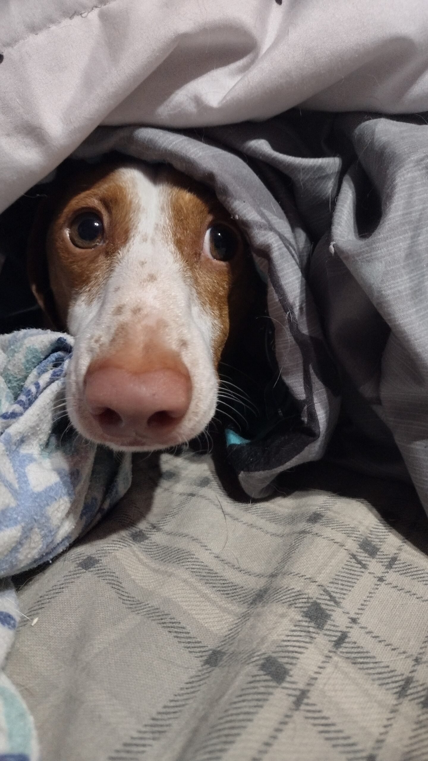 Noodle Peeking out from underneath the blanket.