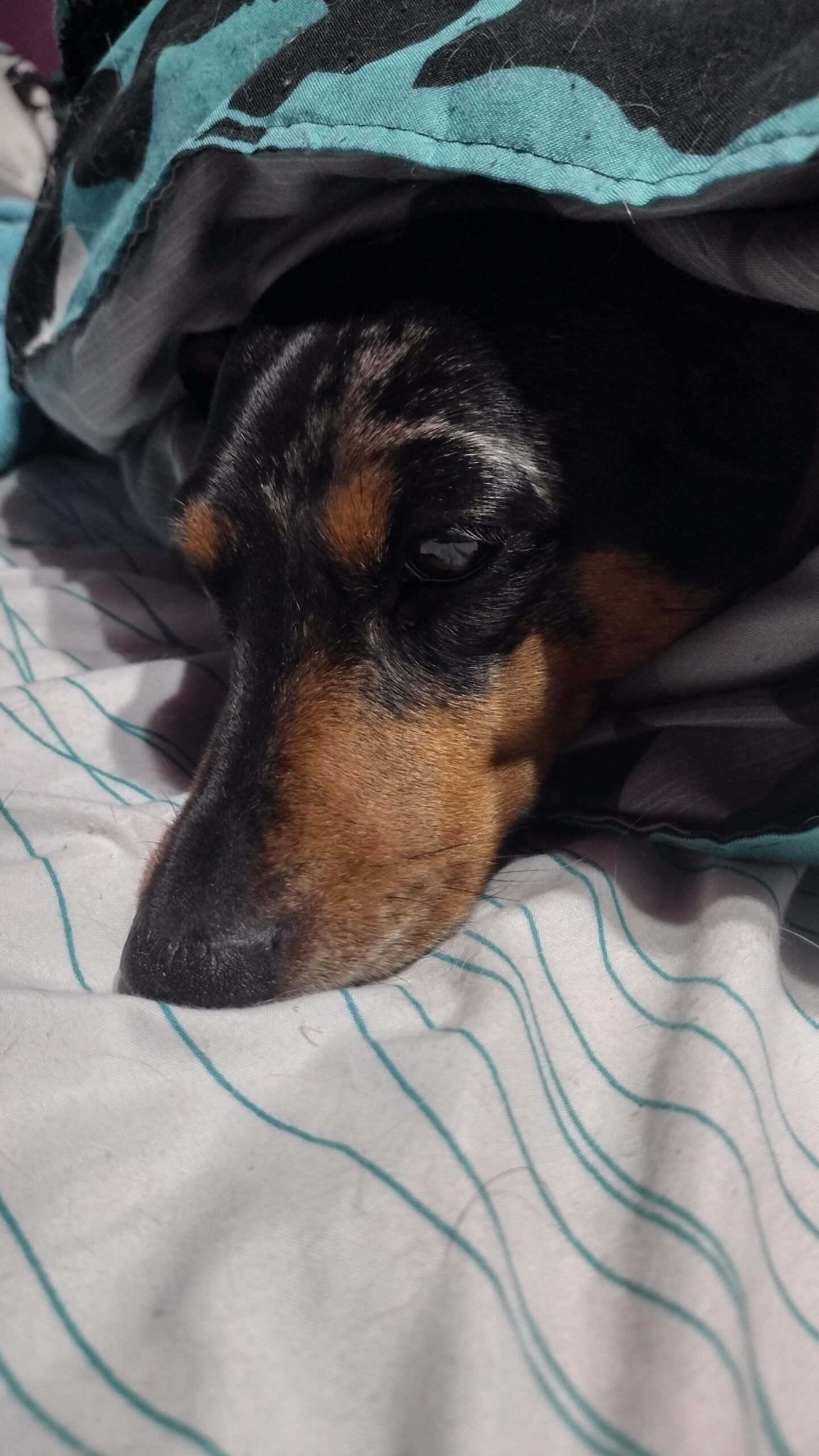 Marbles ready for a nap.
