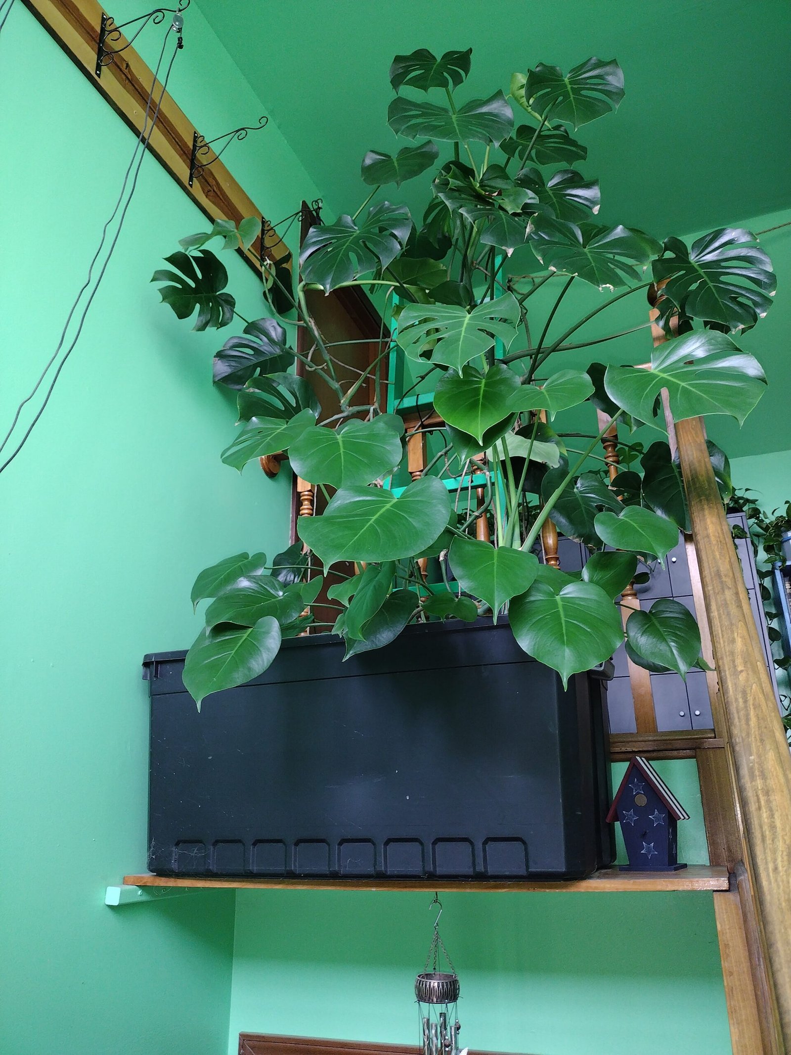 My large Monstera Deliciosa in the entryway on the ledge.