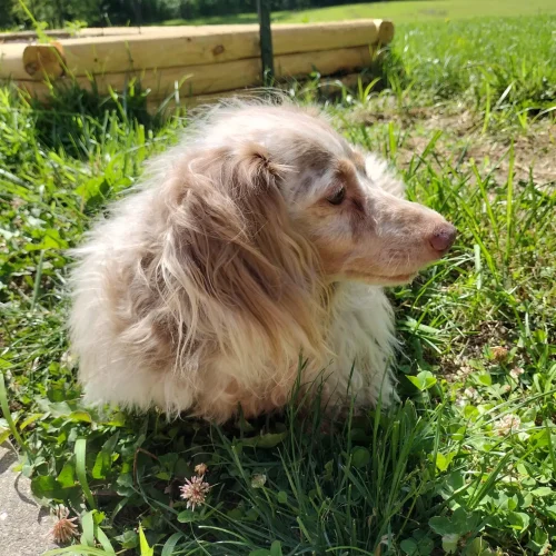 Feet's just a dog thinking about life while enjoying the weather.