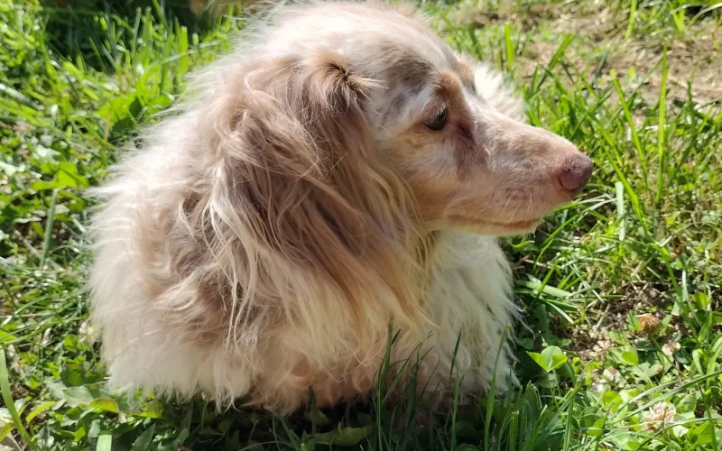 Feet's just a dog thinking about life while enjoying the weather.