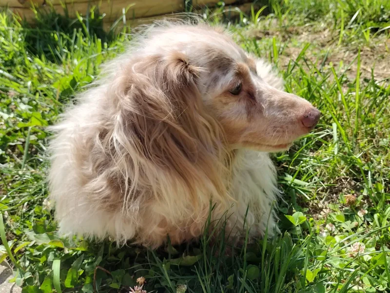 Feet's just a dog thinking about life while enjoying the weather.