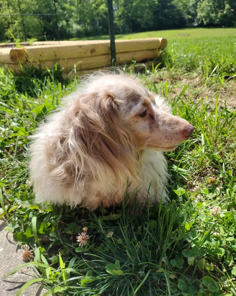 Feet's just a dog thinking about life while enjoying the weather.