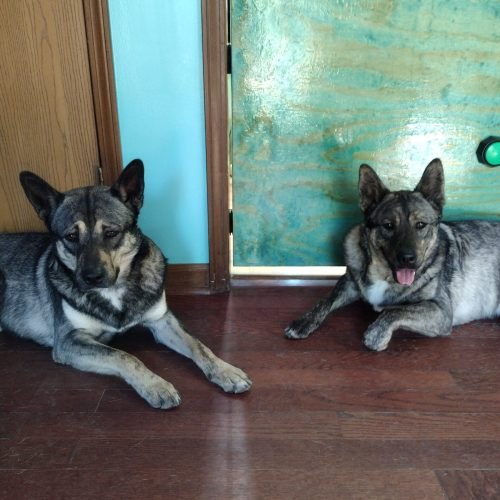Roshi and Ichi. Rochi has eyebrows. Ichi is panting.