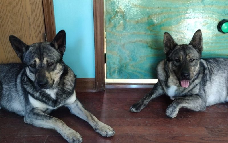 Roshi and Ichi. Rochi has eyebrows. Ichi is panting.