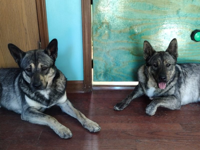 Roshi and Ichi. Rochi has eyebrows. Ichi is panting.