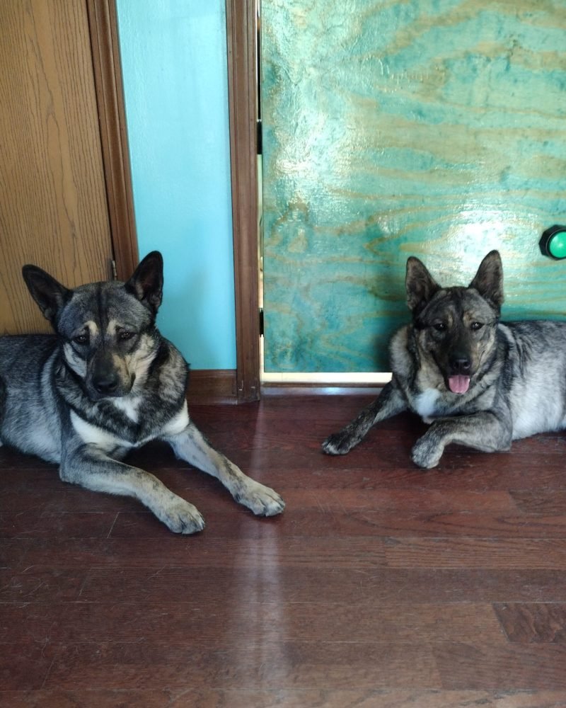 Roshi and Ichi. Rochi has eyebrows. Ichi is panting.