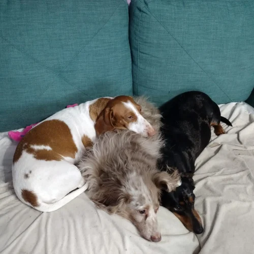 Feets, Marbles, Noddle cuddling on the couch with the waterproof mattress protector.