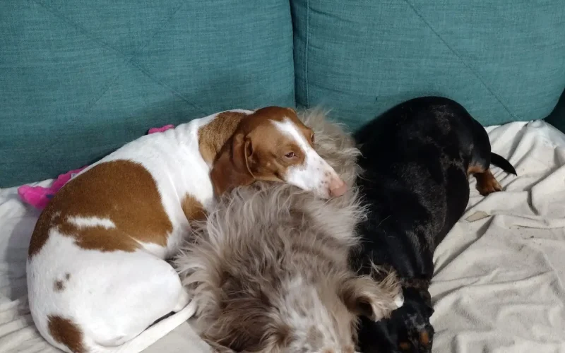 Feets, Marbles, Noddle cuddling on the couch with the waterproof mattress protector.