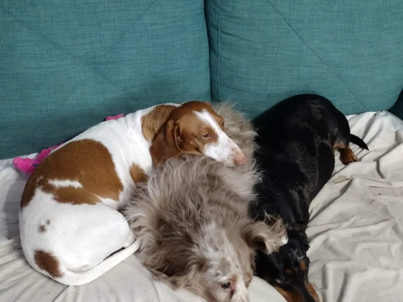 Feets, Marbles, Noddle cuddling on the couch with the waterproof mattress protector.