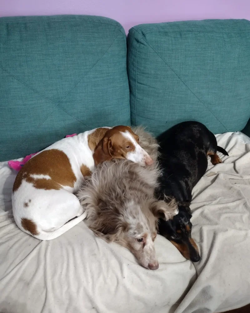 Feets, Marbles, Noddle cuddling on the couch with the waterproof mattress protector.