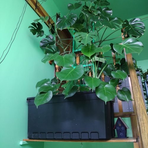 My large Monstera Deliciosa in the entryway on the ledge.