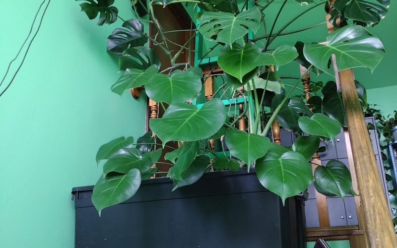 My large Monstera Deliciosa in the entryway on the ledge.