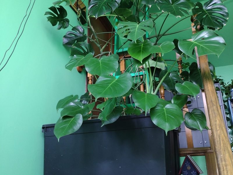 My large Monstera Deliciosa in the entryway on the ledge.