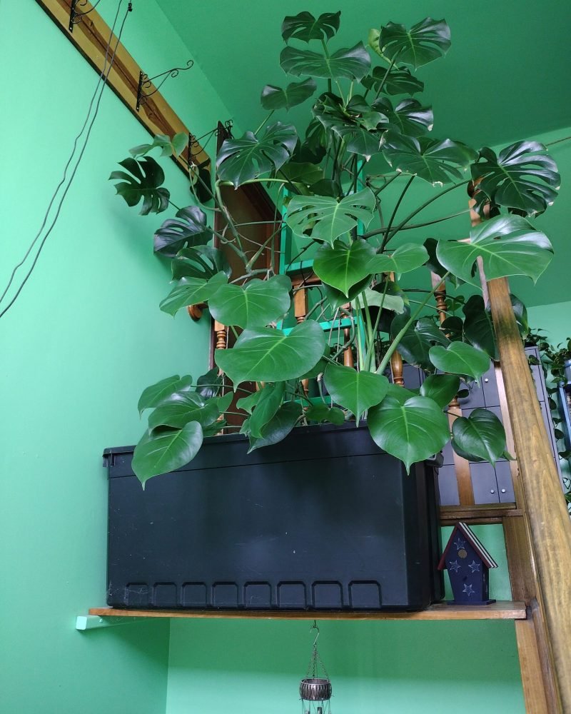 My large Monstera Deliciosa in the entryway on the ledge.