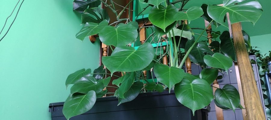 My large Monstera Deliciosa in the entryway on the ledge.