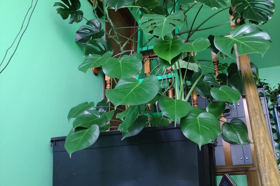 My large Monstera Deliciosa in the entryway on the ledge.