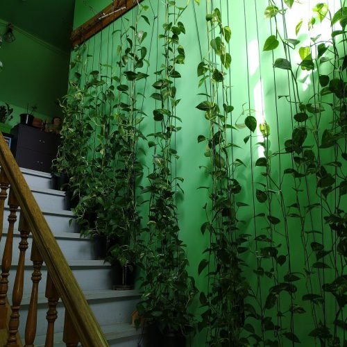 Pothos growing up as a climbing plant.