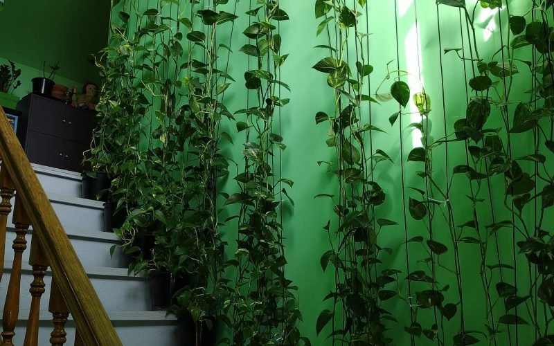 Pothos growing up as a climbing plant.