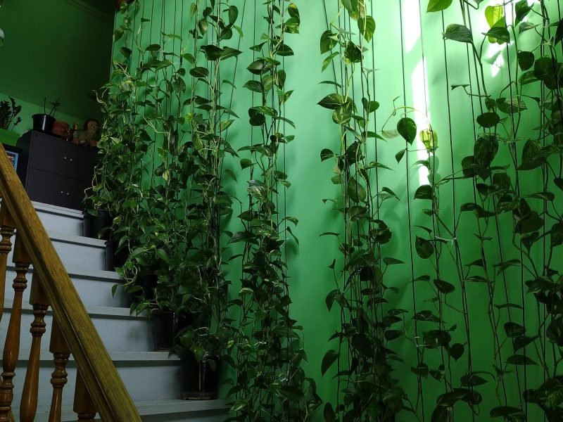 Pothos growing up as a climbing plant.