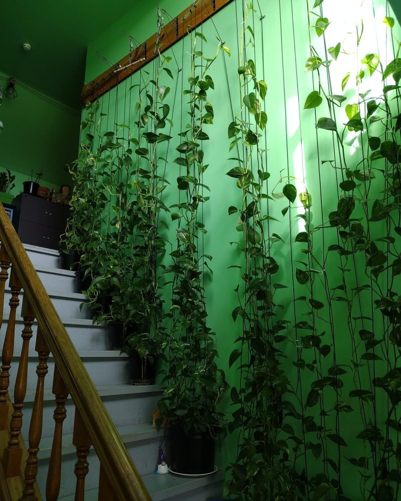 Pothos growing up as a climbing plant.