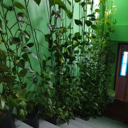 Looking down at Pothos growing up.