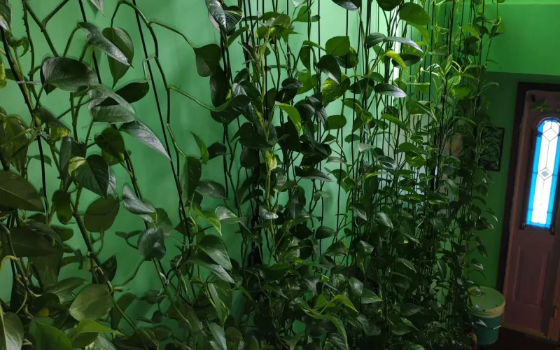 Looking down at Pothos growing up.